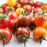 tomato cherry artisan bumble bee mix seeds