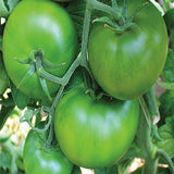 tomato big green f1 vegetable seeds