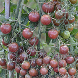 tomato black cherry vegetable seeds