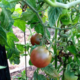 tomato cherokee purple vegetable heritage seeds