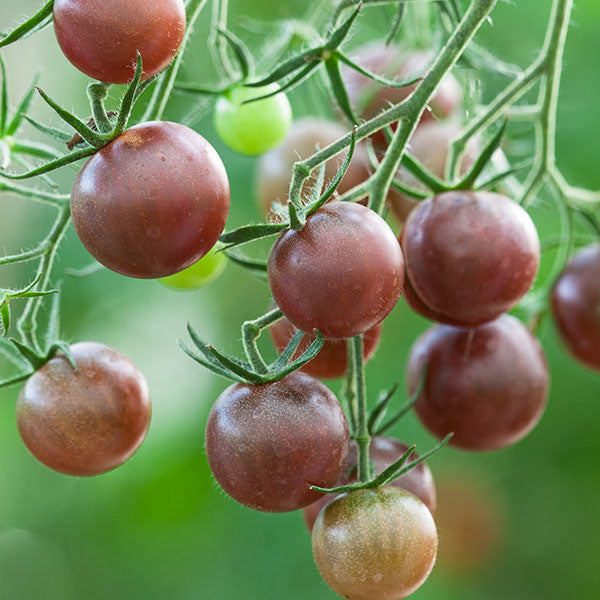 Fothergill's Oh Sow Simple Tomato Orange Cherry Seeds - Easy Grow For Beginners