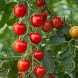 tomato consuelo f1 blight resistant vegetable seed