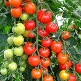 tomato consuelo f1 blight resistant vegetable seed