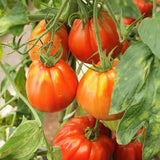 tomato cuore di bue oxheart vegetable seeds