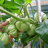 tomato cuore di bue oxheart vegetable seeds