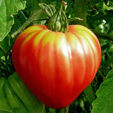 tomato cuore di bue oxheart vegetable seeds