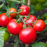 tomato moneymaker vegetable seeds