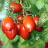 tomato roma vf vegetable seeds