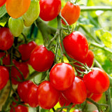 tomato romello f1 determinate vegetable seeds
