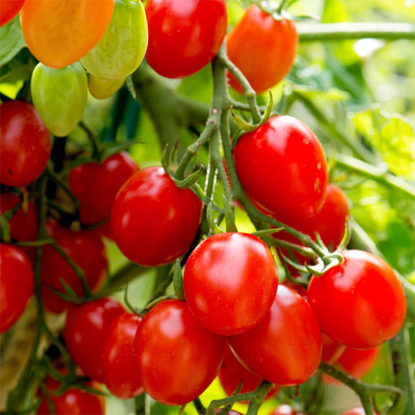 Tomato Romello F1 Seeds | Quality Seeds from Sow Seeds Ltd