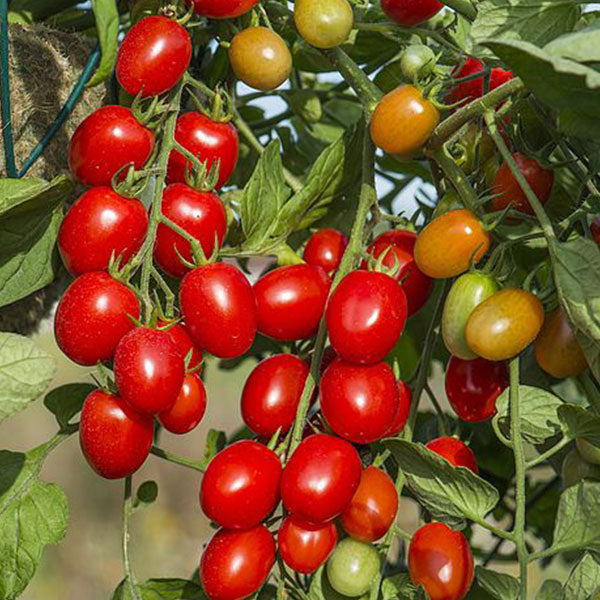 Tomato Romello F1 Seeds | Quality Seeds from Sow Seeds Ltd