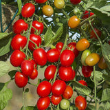 tomato romello f1 determinate vegetable seeds