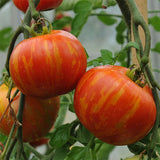 tomato tigerella agm vegetable seeds