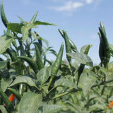 toofan chilli pepper seeds