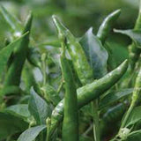 toofan chilli pepper seeds