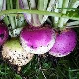 turnip purple top milan heritage vegetable seeds
