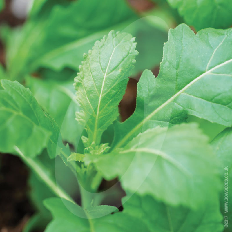 Wasabi Rocket Seeds Quality Seeds from Sow Seeds Ltd