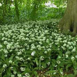 herb garlic wild ransoms seeds