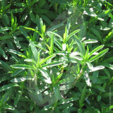 Winter Savory Herb Seeds