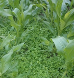 yellow trefoil intersown with sweetcorn