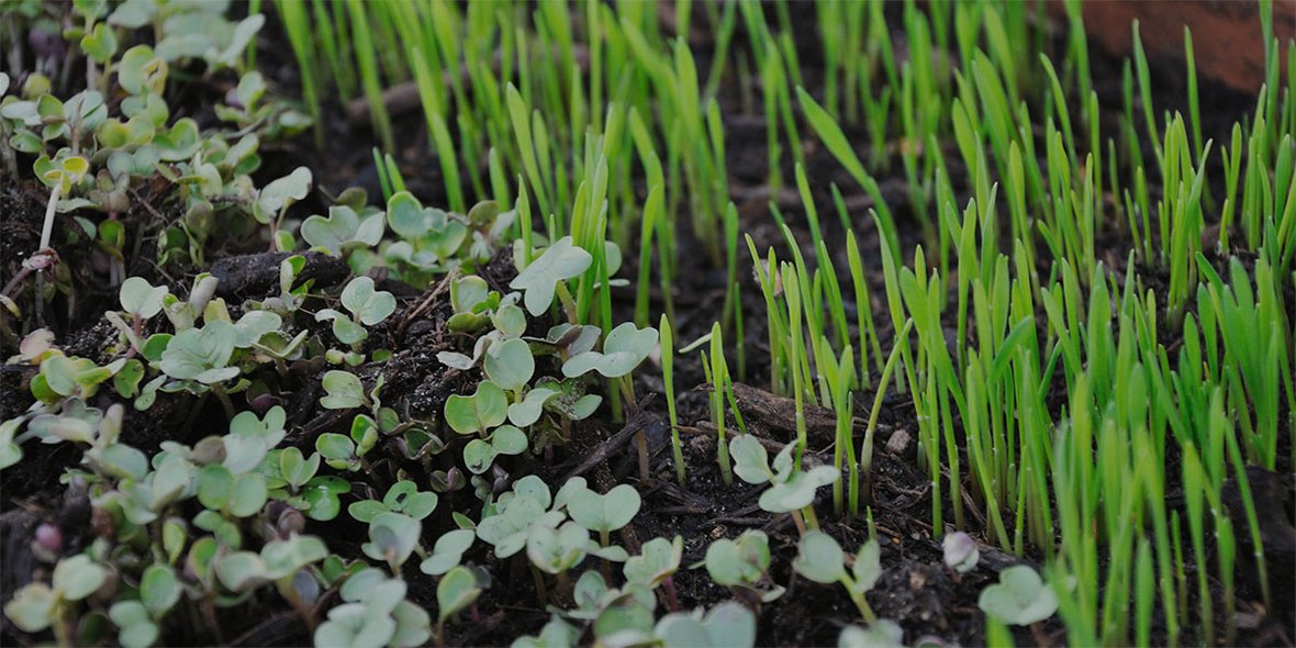 microgreen manure seeds